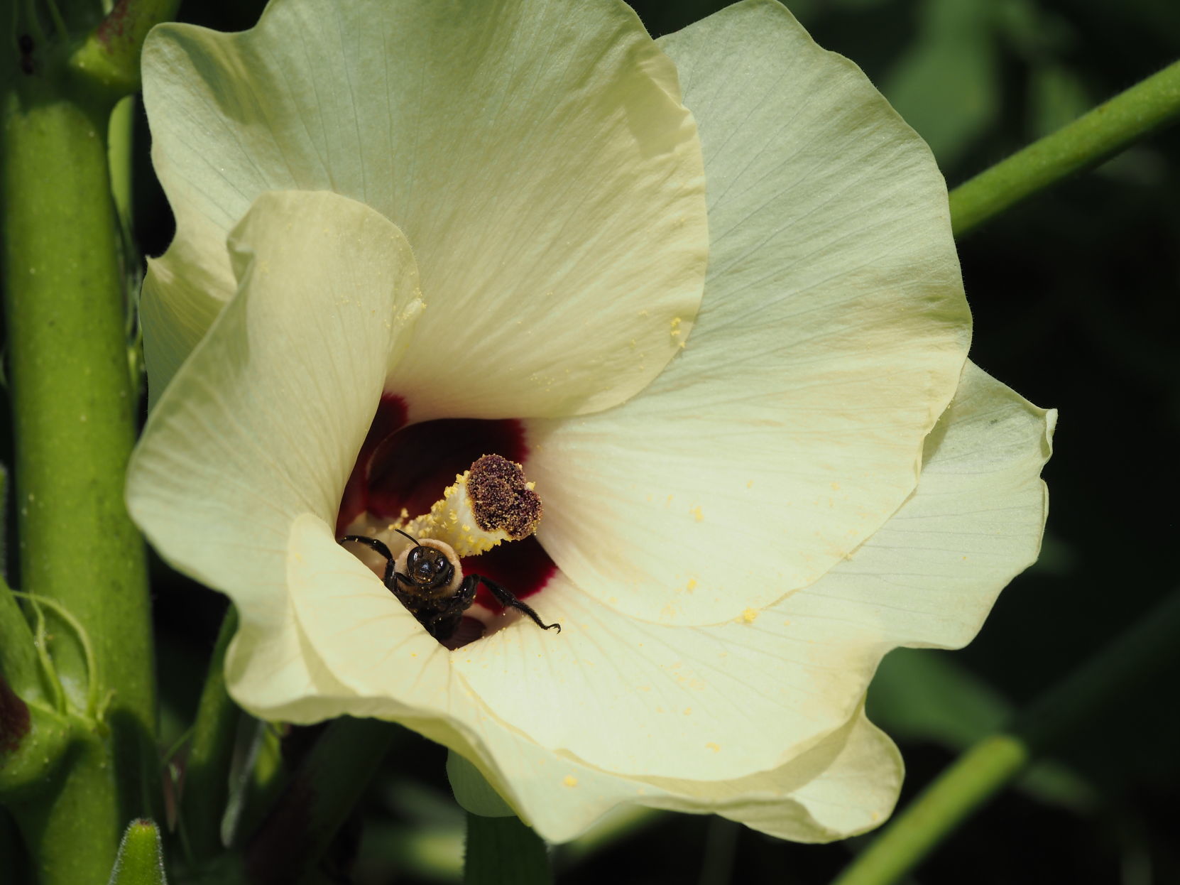Pollinators